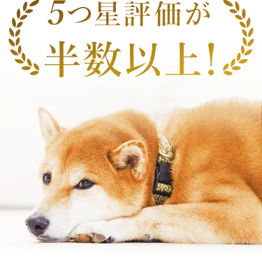 5つ星評価が半数以上！
