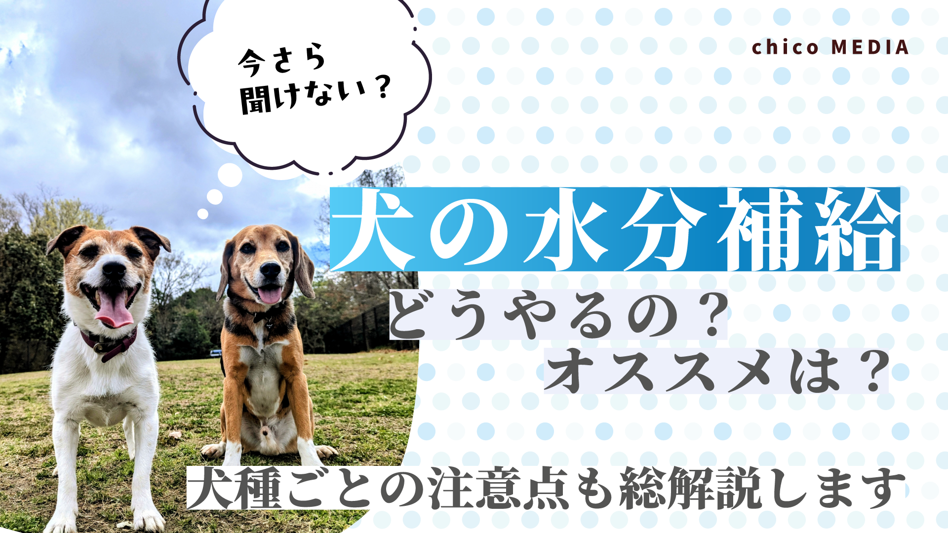 犬の水分補給