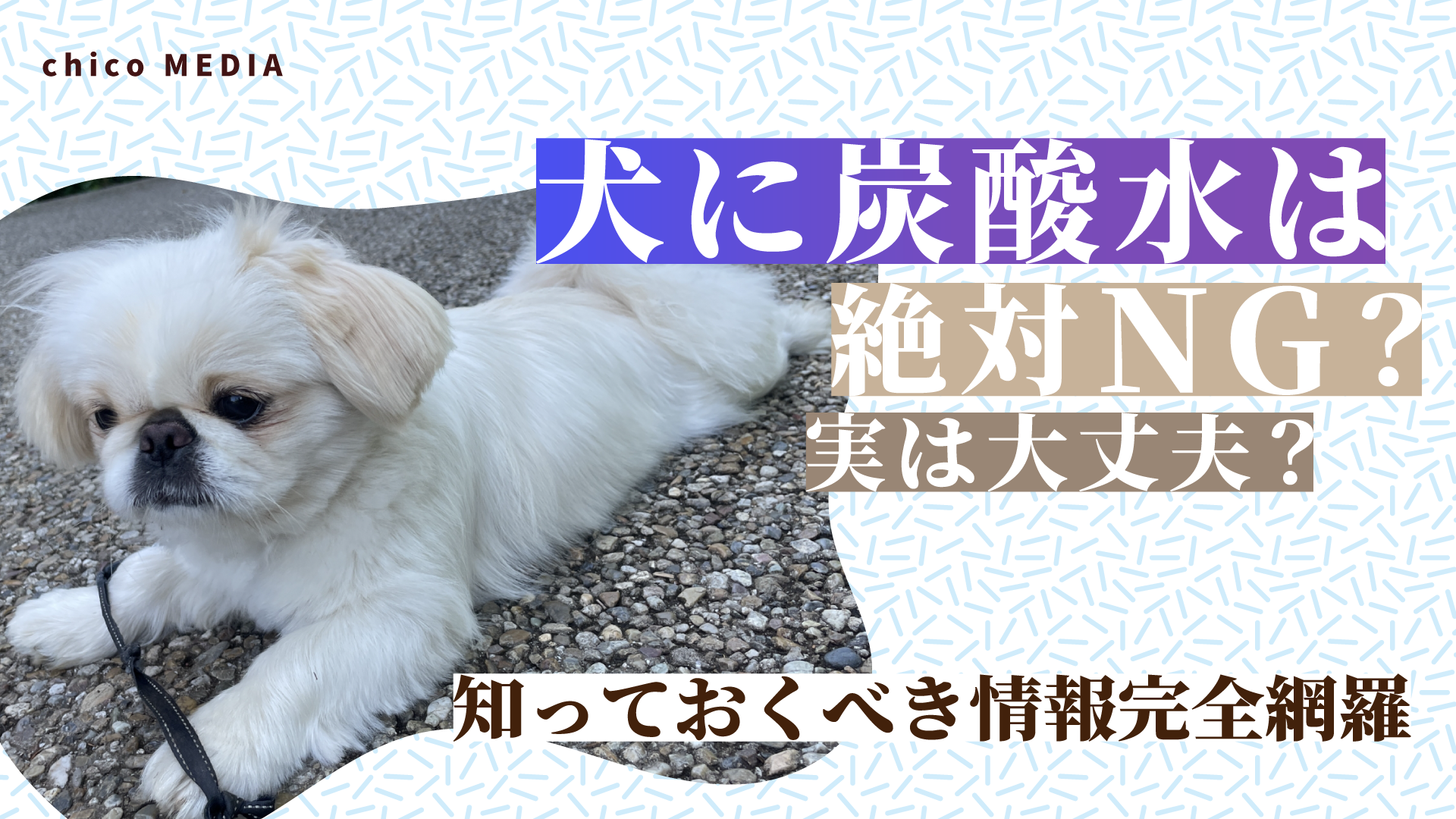 犬に炭酸水は絶対NG？実は大丈夫？知っておくべき情報完全網羅