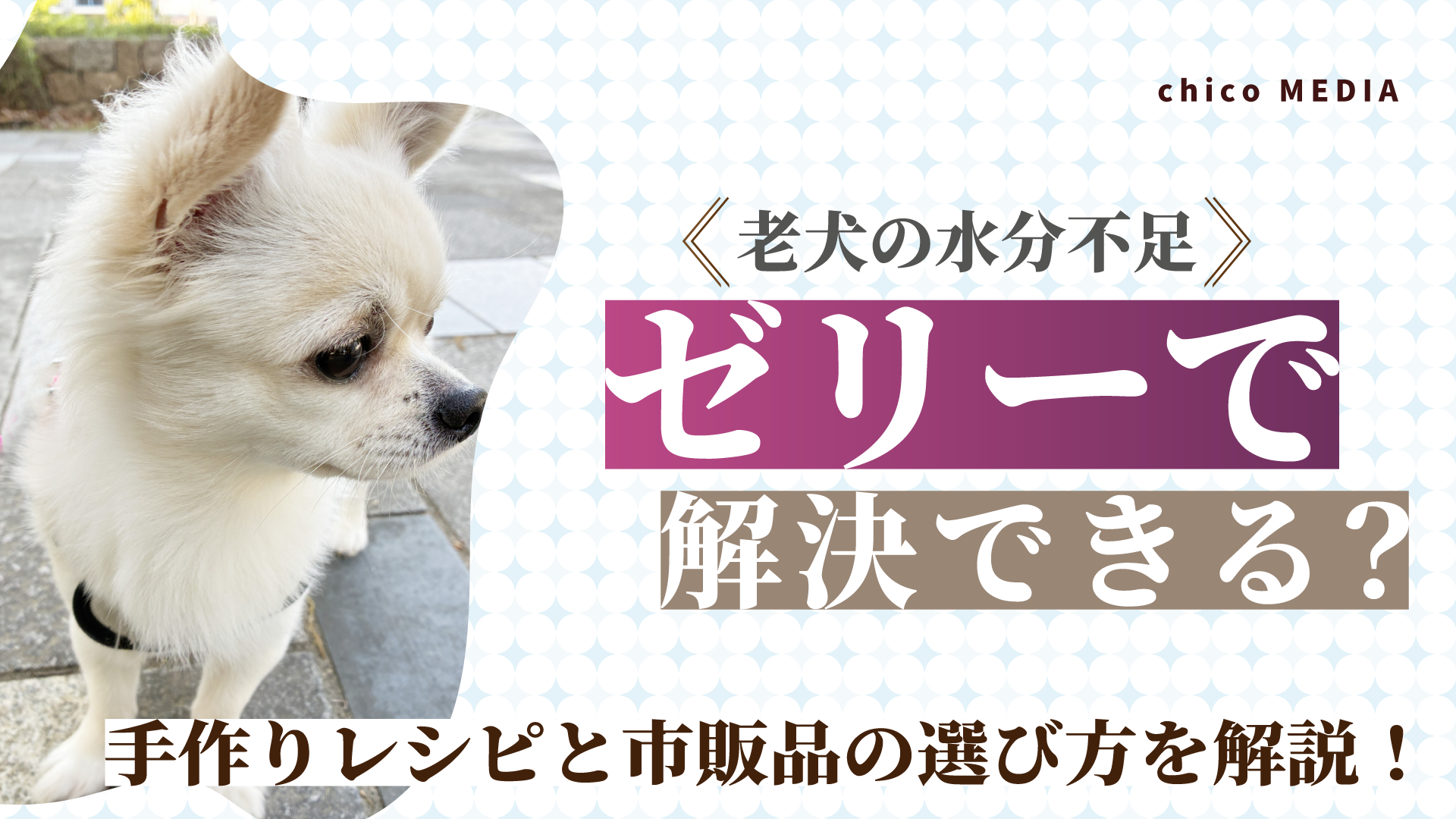 【老犬の水分不足】ゼリーで解決できる？手作りレシピと市販品の選び方を解説！