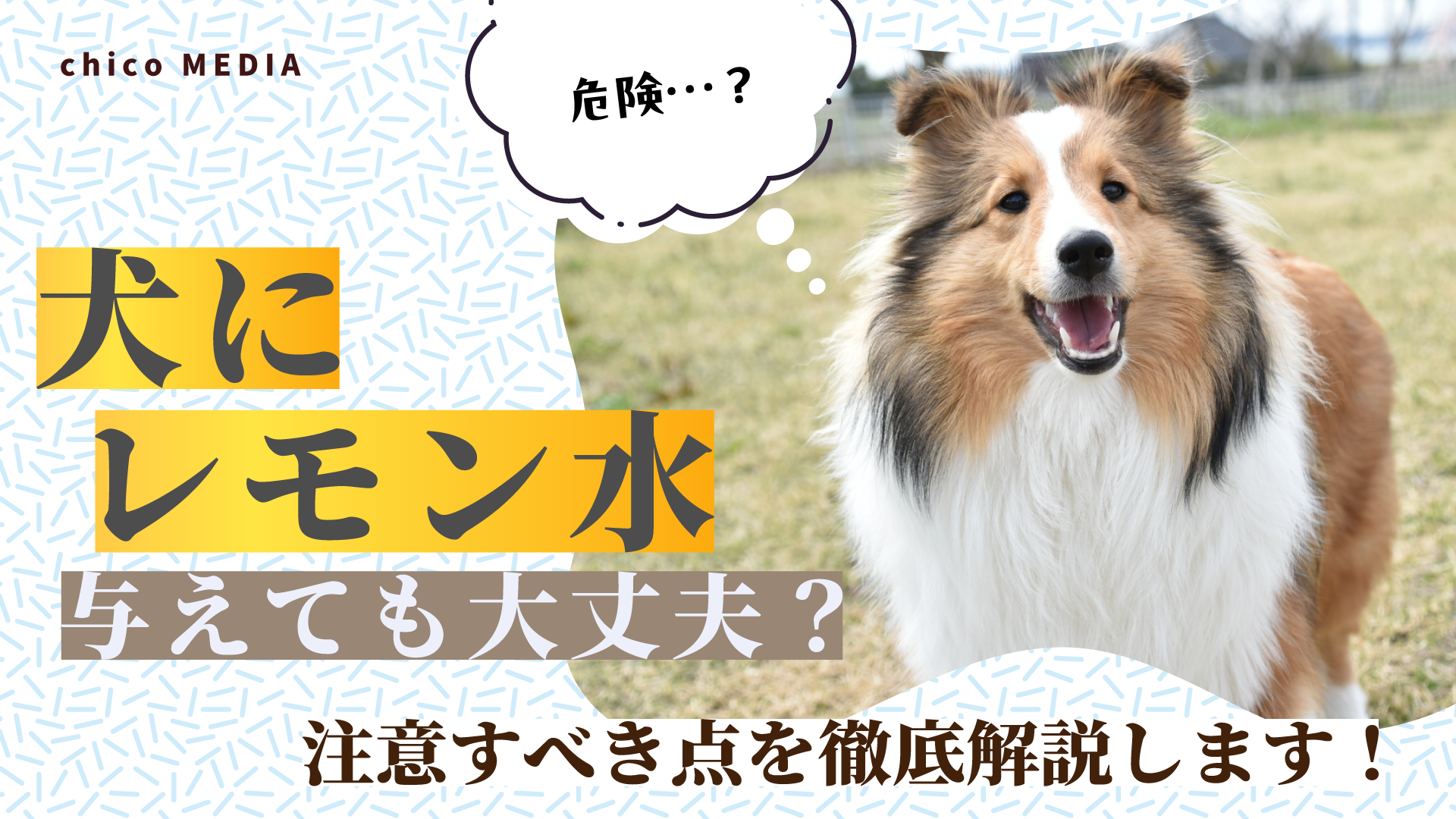 【愛犬にレモン水】与えても大丈夫？危険？注意すべき点を徹底解説します！
