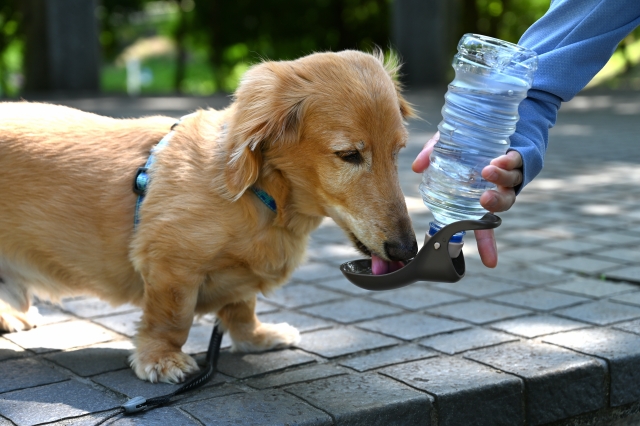 【犬の水分補給】おすすめ方法&アイテム総解説